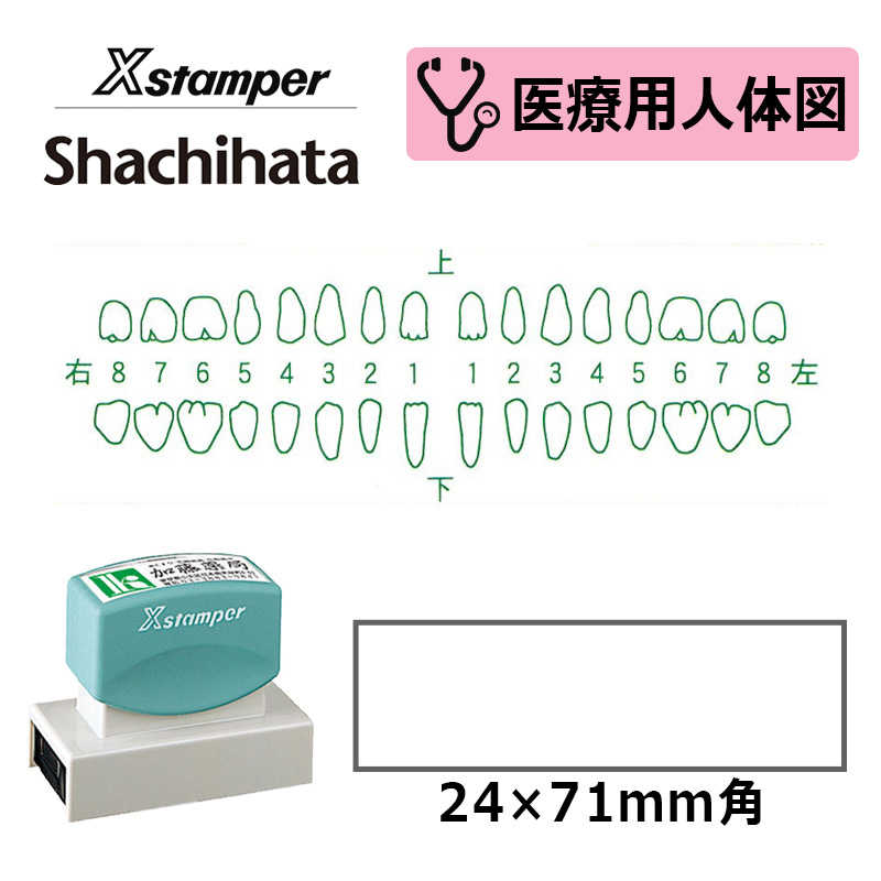 シヤチハタ】医療用人体図（歯3） Xスタンパー 角型印 2471号 ( 印面  
